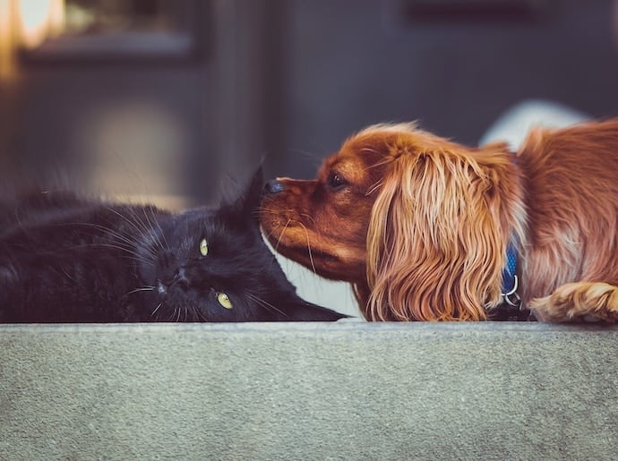 ventajas y desventajas aceptar mascotas en alquileres vacacionales