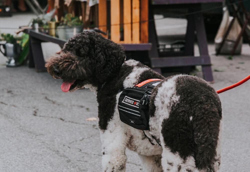 vrbo dog camera