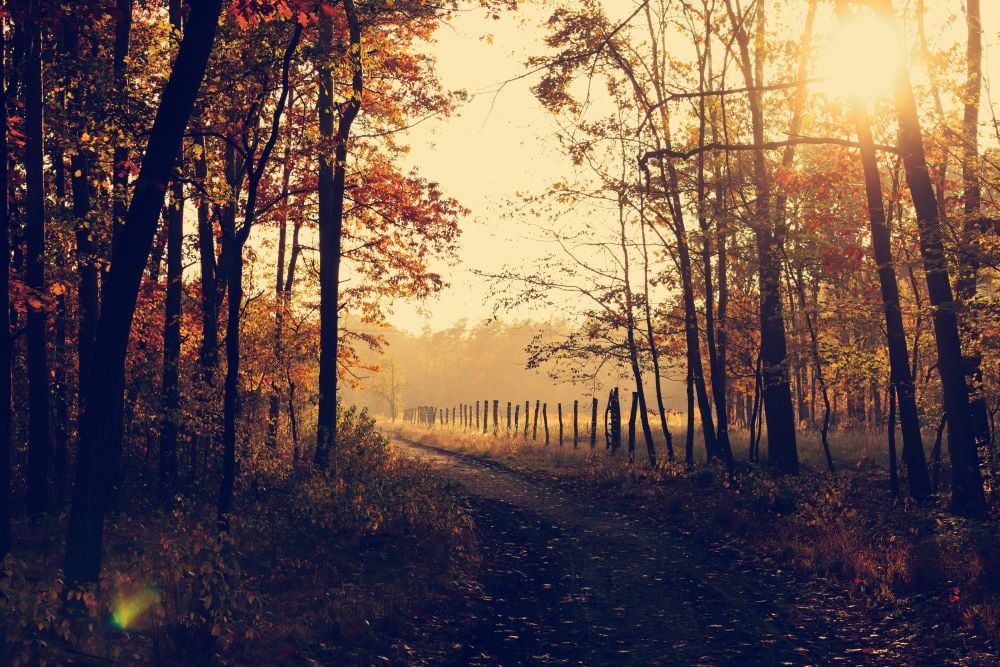 Spaziergang Herbst FeWo