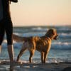 Convierte tu alquiler vacacional en dog-friendly