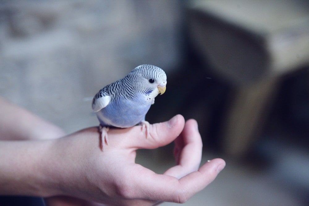 Inconvénients des locations de vacances adaptées aux animaux de compagnie